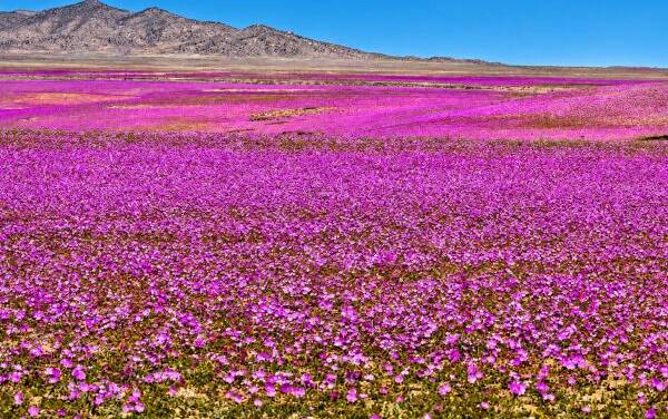 El Niño weckt die Atacama-Wüste auf