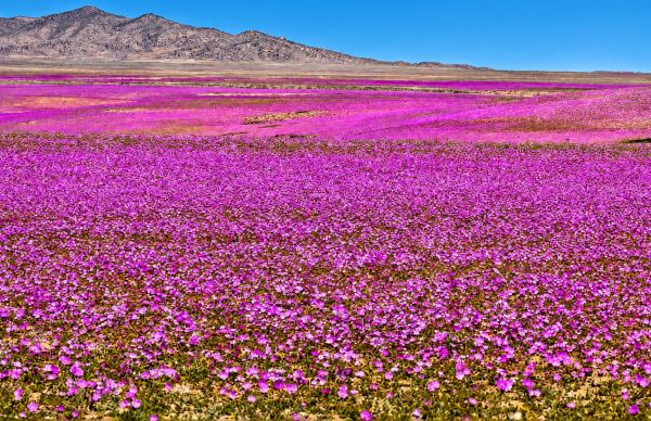 El Niño weckt die Atacama-Wüste auf