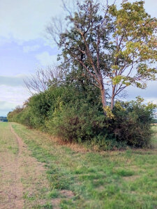 windschutzstreifen